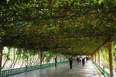 《怪物猎人崛起：曙光》新映像见闻录 NPC盟友帮忙狩猎